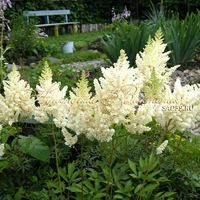 Астильба китайская Вижнс ин Вайт Астильба китайская Вижнс ин Вайт